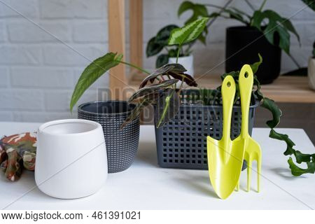 Transplanting A Home Plant Into A New Pot. Replanting Philodendron, Exotic Plants, Caring And Reprod
