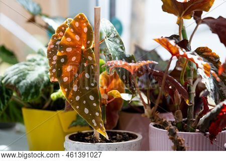 Home Potted Plant Begonia Decorative Deciduous In The Interior Of The House. Hobbies In Growing, Car