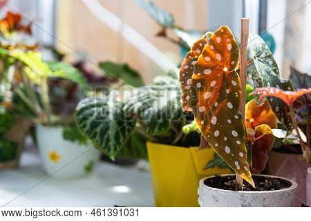 Home Potted Plant Begonia Decorative Deciduous In The Interior Of The House. Hobbies In Growing, Car