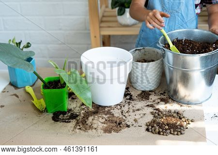 Transplanting A Home Plant Into A New Pot. Replanting Philodendron, Exotic Plants, Caring And Reprod