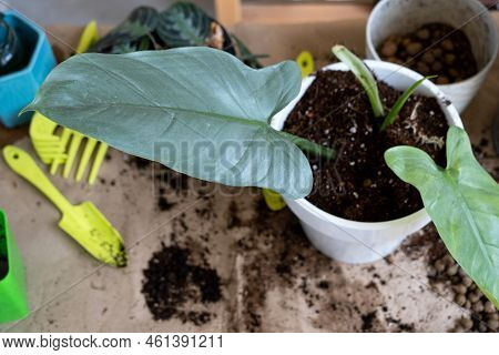 Transplanting A Home Plant Into A New Pot. Replanting Philodendron, Exotic Plants, Caring And Reprod