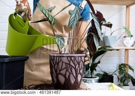 Transplanting A Home Plant Сtenanthe Oppenheimiana Into A New Pot. A Woman Plants Bush In A New Soil