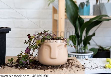 Transplanting A Home Plant Into A New Pot With Face. Replanting Spiderwort, Oxalis, Exotic Plants, C