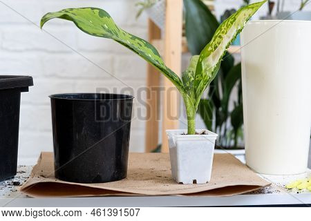 Transplanting A Home Plant Rare Diffenbachia Dragon Scale Into A New Pot. A Woman Plants A Stalk Wit