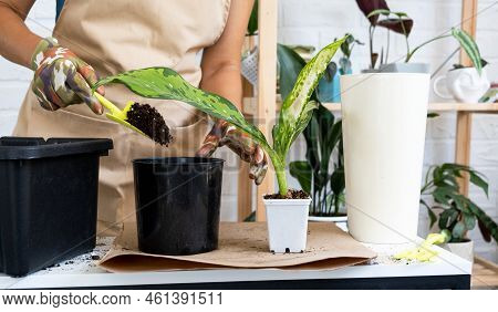Transplanting A Home Plant Rare Diffenbachia Dragon Scale Into A New Pot. A Woman Plants A Stalk Wit