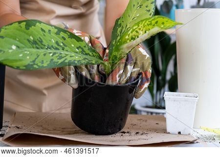 Transplanting A Home Plant Rare Diffenbachia Dragon Scale Into A New Pot. A Woman Plants A Stalk Wit