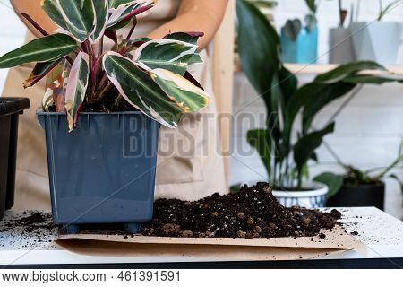 Transplanting A Home Plant Into A New Pot. Replanting Philodendron, Exotic Plants, Caring And Reprod