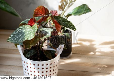 Home Potted Plant Begonia Decorative Deciduous In The Interior Of The House. Hobbies In Growing, Car