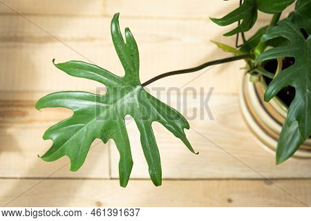 Philodendron Mayo In The Interior Of The House. Carved Leaves Of A Houseplant In A Pot. Care And Cul