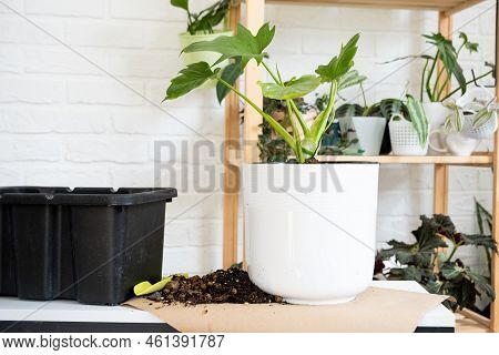 Preparation For The Landing And Transplanting A Home Plant Philodendron Into A New Pot. Caring And R