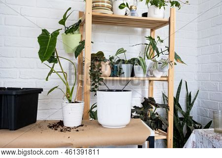 Preparation For The Landing And Transplanting A Home Plant Philodendron Into A New Pot. Caring And R