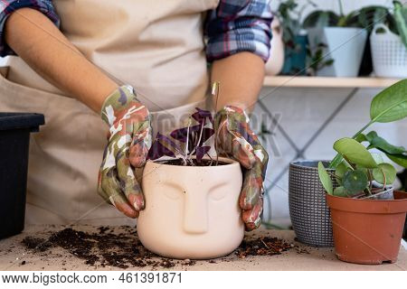 Transplanting A Home Plant Into A New Pot With Face. Replanting Spiderwort, Oxalis, Exotic Plants, C