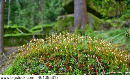 Polytrichaceae Is A Genus Of Mosses From The Polytrichaceae Family. It Belongs To The Most Perfect A