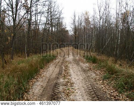Fall Forest Road With Bare Trees And Fallen Foliage Beneath Them. Dull, Bleak And Deserted Forest In