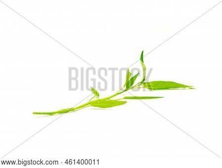 Single Water Spinach Or Kangkung Plant With Tender Shoot Isolated On White Background