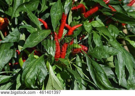 Red Chili Pepper Cultivation. A Solanaceous Perennial Spice Native To Mexico.