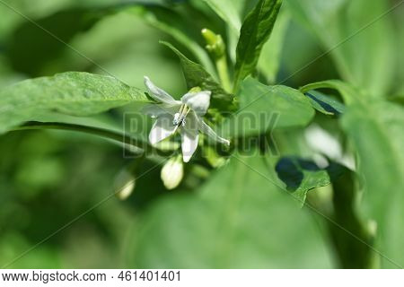 Red Chili Pepper Cultivation. A Solanaceous Perennial Spice Native To Mexico.