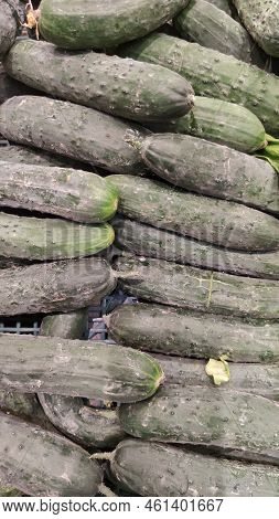 Cucumber Background Cucumber Harvest. Many Cucumbers. Cucumbers From The Field.