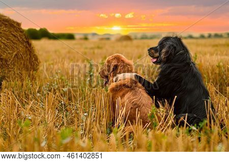 Two Dogs Sit In An Embrace On The Field And Look At The Sunset. Selective Focus On Red Dog. Romantic