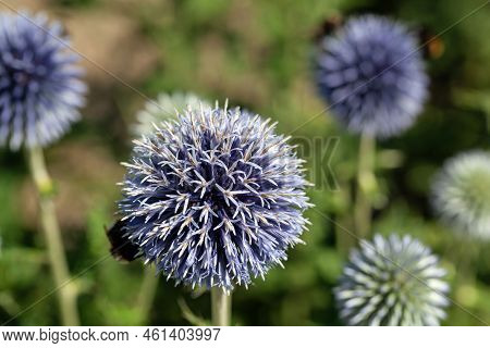 Blue Globe Thistle, Echinops Bannaticus