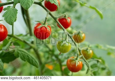 Red Ripe Tomatoes On Branches, Close-up. Horizontal Composition With A Tomato Bush And Ripening Toma