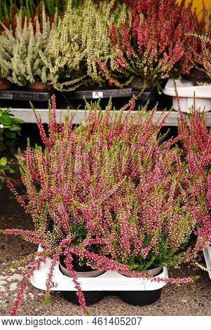 Multicolored heather flowers bloom in a flower pot. Green, pink, purple and white. Calluna vulgaris. Street store. Autumn.