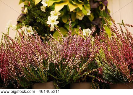 Multicolored heather flowers bloom in a flower pot. Green, pink, purple and white. Calluna vulgaris. Street store. Autumn.