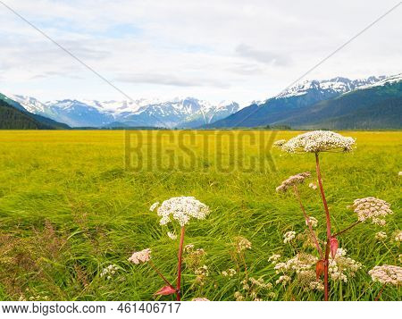 Expansive Wetland Landscape Of Water And Green Vegetation Stretching In Distance Bounded By Mountain