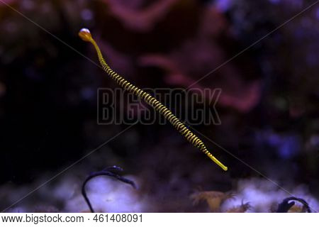 The Janss' Pipefish (doryrhamphus Janssi) In Aquarium.