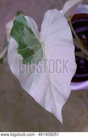 Close Up Of The Beautiful White And Green Variegated Leaf Of Alocasia Odora