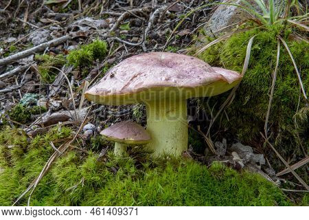 Butyriboletus Regius ( Boletus Regius), Commonly Known As The Royal Bolete Or Red-capped Butter Bole