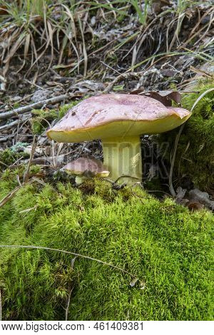 Butyriboletus Regius ( Boletus Regius), Commonly Known As The Royal Bolete Or Red-capped Butter Bole