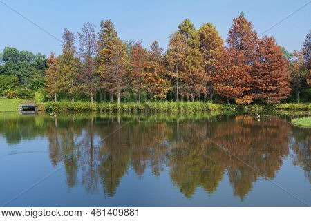 Larix Laricina, Commonly Known As The Tamarack, Hackmatack, Eastern, Black, Red Or American Larch In