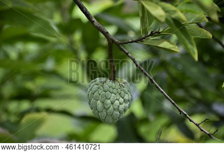Fresh Sugar Apple Or Custard Apple On Tree In The Garden Tropical Fruit Custard Apple On Nature Gree