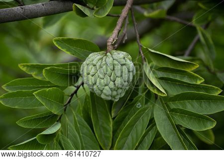 Fresh Sugar Apple Or Custard Apple On Tree In The Garden Tropical Fruit Custard Apple On Nature Gree