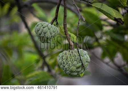 Fresh Sugar Apple Or Custard Apple On Tree In The Garden Tropical Fruit Custard Apple On Nature Gree