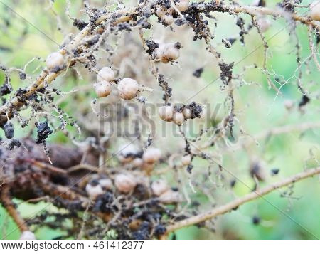 Nitrogen-fixing Bacteria On Legume Roots Close-up In Natural Conditions