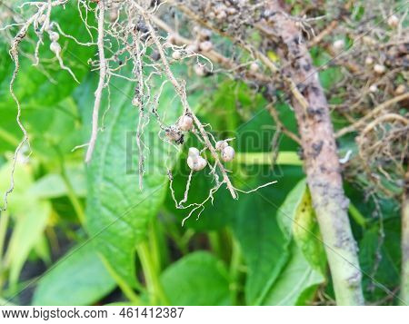 Nitrogen-fixing Bacteria On Legume Roots Close-up In Natural Conditions