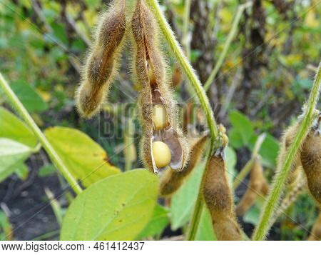 Nitrogen-fixing Bacteria On Legume Roots Close-up In Natural Conditions