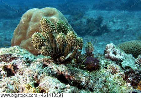 Oxycorynia Fascicularis Also Known As Stalked Green Ascidian Boracay Island Philippines