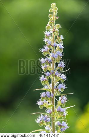 Giant Vipers Bugloss (echium Pininana) Flowers