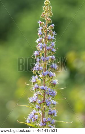 Giant Vipers Bugloss (echium Pininana) Flowers