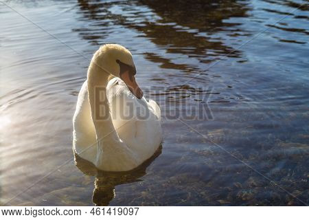 A White Swan On The Lake In A Subtile Light