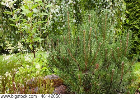 Close Up Of A Little Young Pine Evergreen Tree With Rain Drops Growing In A Garden In Northern Europ