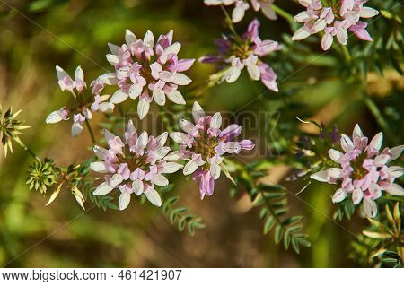 Securigera Varia, Commonly Known As Crownvetch Or Purple Crown Vetch, Is A Low-growing Legume Vine
