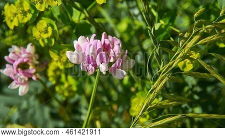 Securigera Varia, Commonly Known As Crownvetch Or Purple Crown Vetch, Is A Low-growing Legume Vine