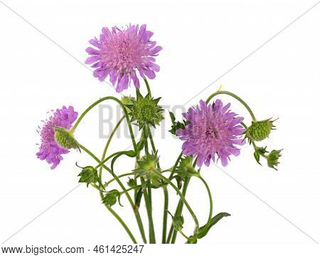 Field Scabious Flower Isolated On White Background. Knautia Arvensis. Beautiful Blooming Bouquet