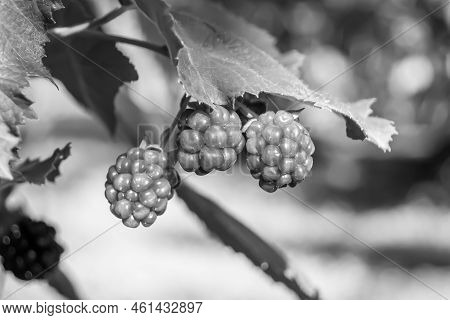 Photography On Theme Beautiful Berry Branch Blackberry Bush