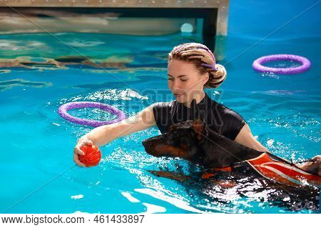 Dog In Life Jacket Swim In The Swimming Pool With Coach. Pet Rehabilitation. Recovery Training Preve
