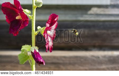 Flower Bee Hovering Towards Red Mallow Flower Out Of Focus. Blurred Wooden Background